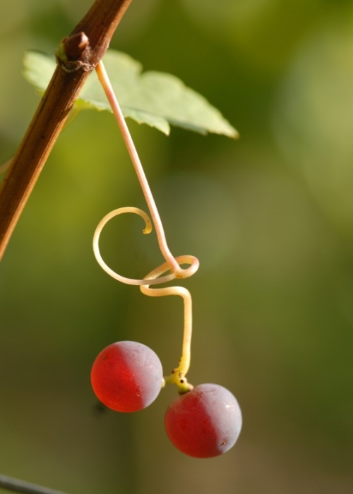 Roter Gutedel ANT 1685